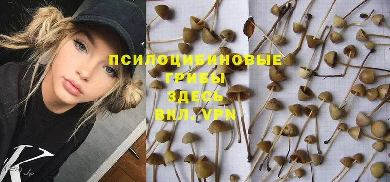 Галлюциногенные грибы GOLDEN TEACHER  Володарск 